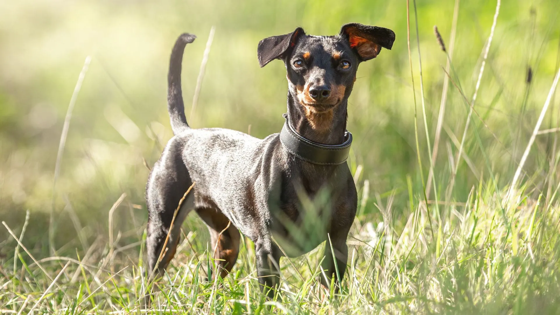 Miniature Pinscher